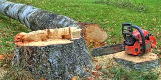 Best Firewood Processing and Delivery  in Summerville, SC