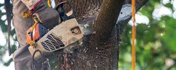 Best Leaf Removal  in Summerville, SC