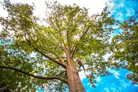 Best Storm Damage Tree Cleanup  in Summerville, SC