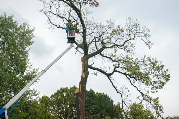 Best Palm Tree Trimming  in Summerville, SC