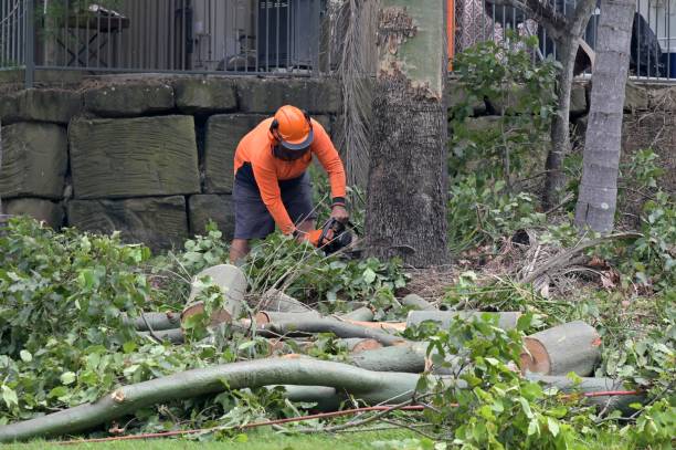 Best Tree and Shrub Care  in Summerville, SC