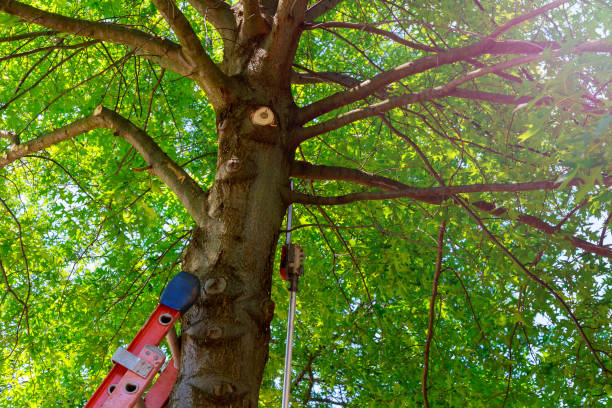How Our Tree Care Process Works  in  Summerville, SC